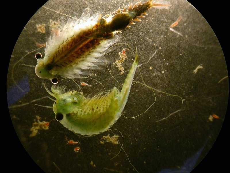 Two translucent cave-adapted crustaceans seen through a microscope