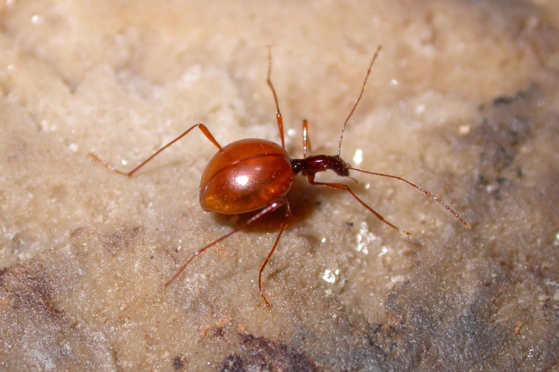 Leptodirus hochenwartii cave beetle