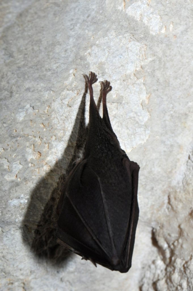 Bat resting in a cave
