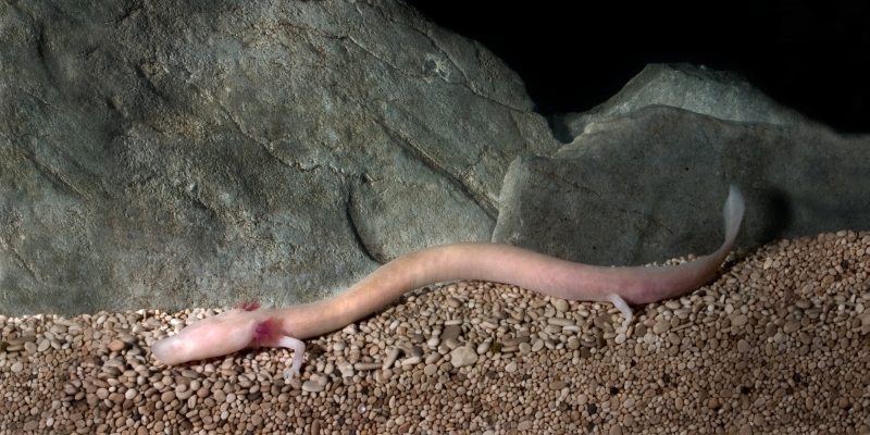 Olm, Proteus anguinus, in its subterranean habitat