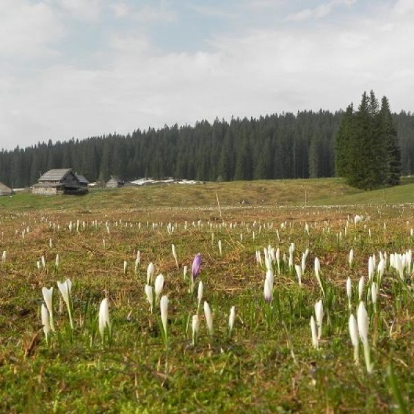 Raziskovalno območje Pokljuka